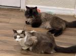 Ragdolls - Ragdoll Cat For Sale/Service - Largo&comma; FL&comma; US
