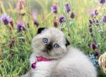 Portland Mika Scottish Fold Kitty - Scottish Fold Kitten For Sale - Portland&comma; OR&comma; US
