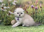 Portland Mila Scottish Fold Kitty - Scottish Fold Kitten For Sale - Portland&comma; OR&comma; US