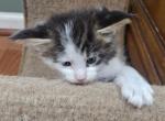 Keeley litter - Maine Coon Kitten For Sale - Chickamauga&comma; GA&comma; US