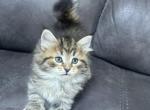 Dumpling - Siberian Kitten For Sale - Lynnfield&comma; MA&comma; US