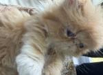 Persian red and white female - Exotic Kitten For Sale - Palm Coast&comma; FL&comma; US