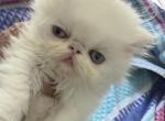 Persian female solid white - Persian Kitten For Sale - Palm Coast&comma; FL&comma; US