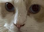 Romeo - Ragdoll Kitten For Adoption - Atlanta&comma; GA&comma; US
