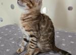 Tan Boy - Bengal Kitten For Sale - 
