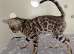 Dark Boy - Bengal Kitten For Sale - GA&comma; US