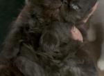 Beautiful solid black female Persian - Persian Kitten For Sale - Lehighton&comma; PA&comma; US