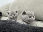 Ralph - British Shorthair Kitten For Sale - Englewood&comma; NJ&comma; US