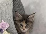 Maine Coon Kittens from Libertycoon cattery - Maine Coon Kitten For Sale - Minneapolis&comma; MN&comma; US
