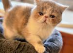 Vodka - Exotic Kitten For Sale - Bell Buckle&comma; TN&comma; US