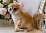 Scottish Fold Light Golden Male - Scottish Fold Kitten For Sale - 