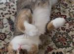 Hazel - Domestic Kitten For Adoption - Baltimore&comma; MD&comma; US