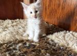 Mack of Donnelly - Maine Coon Kitten For Sale - 