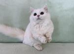 Munchkin White Male - Munchkin Kitten For Sale - 