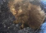 Brianna of Donnelly - Maine Coon Kitten For Sale - Port Clinton&comma; OH&comma; US