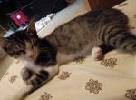 Rascal - Domestic Kitten For Sale - Channelview&comma; TX&comma; US