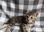 Munchkins - Munchkin Kitten For Sale - Queens&comma; NY&comma; US