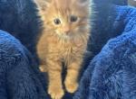 Nikki of Donnelly - Maine Coon Kitten For Sale - Port Clinton&comma; OH&comma; US