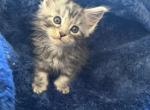 Tilly of Donnelly - Maine Coon Kitten For Sale - Port Clinton&comma; OH&comma; US