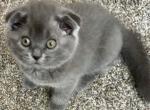Gabi' - Scottish Fold Kitten For Sale - Bradenton&comma; FL&comma; US