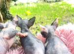 Hootch - Sphynx Kitten For Sale - Homestead&comma; FL&comma; US