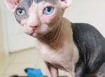 Steven - Sphynx Kitten For Sale - Homestead&comma; FL&comma; US