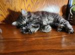 Sweet Hufflepuff - Persian Kitten For Sale - Leander&comma; TX&comma; US