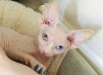 Gemini - Donskoy Kitten For Sale - 