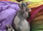 Jynx - Donskoy Cat For Sale - Homestead&comma; FL&comma; US