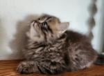 Sweet Simba - Persian Kitten For Sale - Leander&comma; TX&comma; US