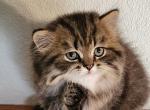 Sweet Simba - Persian Kitten For Sale - Leander&comma; TX&comma; US
