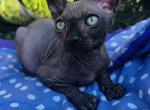 Onyx - Sphynx Kitten For Sale - Homestead&comma; FL&comma; US