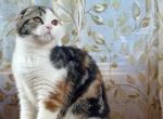 Gianna - Scottish Fold Kitten For Sale - Warwick&comma; NY&comma; US