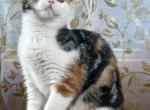 Gianna - Scottish Fold Kitten For Sale - Warwick&comma; NY&comma; US