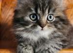 Sweet Nala - Persian Kitten For Sale - Leander&comma; TX&comma; US