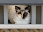 Puddin - Ragdoll Kitten For Sale - 