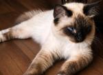 Boopsy - Ragdoll Kitten For Sale - 