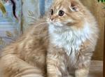 Figaro - Scottish Fold Kitten For Sale - Warwick&comma; NY&comma; US