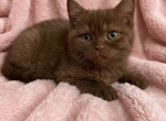 Chocolate Scottish kitten - Scottish Straight Kitten For Sale - Tacoma&comma; WA&comma; US