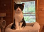 Grant - Scottish Straight Kitten For Sale - Warwick&comma; NY&comma; US