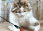 Infinity - Scottish Fold Kitten For Sale - Warwick&comma; NY&comma; US