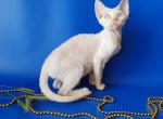 Red Point blue eyes - Devon Rex Kitten For Sale - Hollywood&comma; FL&comma; US