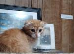 GARFIELD - Scottish Fold Kitten For Sale - 