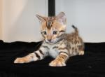 Kato - Bengal Kitten For Sale - Valparaiso&comma; IN&comma; US