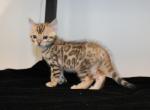 Kari - Bengal Kitten For Sale - Valparaiso&comma; IN&comma; US
