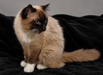 Bit - Ragdoll Cat For Sale - Horton&comma; AL&comma; US