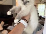 Blue mitted female - Ragdoll Kitten For Sale - 