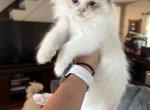 Seal bi color male - Ragdoll Kitten For Sale - Butler&comma; PA&comma; US