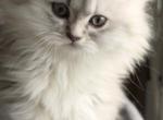 Silver - Scottish Straight Kitten For Sale - 