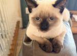 LUNA - Siamese Kitten For Sale - 